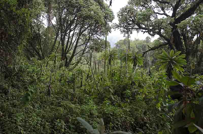 49 - Ruanda - parque nacional de los volcanes - selva de Virunga - paisaje